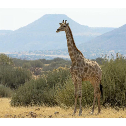 Namibia, Damaraland Solitary giraffe Black Modern Wood Framed Art Print by Kaveney, Wendy