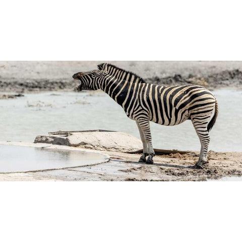 Africa, Namibia, Etosha NP Braying zebra Black Modern Wood Framed Art Print with Double Matting by Kaveney, Wendy