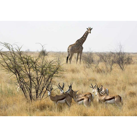 Namibia, Etosha NP Giraffe and springboks Black Modern Wood Framed Art Print by Kaveney, Wendy