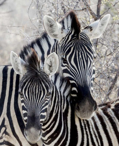 Namibia, Etosha NP Portrait of two zebras Black Ornate Wood Framed Art Print with Double Matting by Kaveney, Wendy