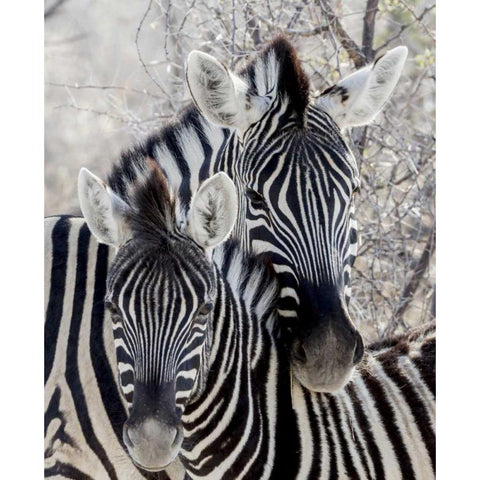 Namibia, Etosha NP Portrait of two zebras Black Modern Wood Framed Art Print by Kaveney, Wendy