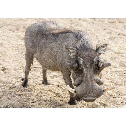 Africa, Namibia, Windhoek, Okapuka Ranch Warthog Gold Ornate Wood Framed Art Print with Double Matting by Kaveney, Wendy