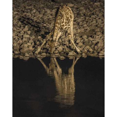 Namibia, Etosha NP Drinking giraffe at night Black Modern Wood Framed Art Print by Kaveney, Wendy