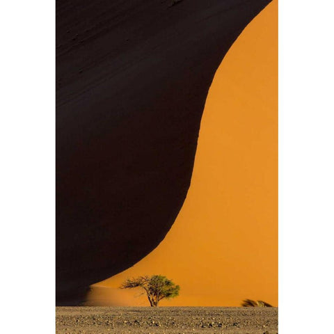 Namibia, Namib-Naukluft Park Sand dune and tree Gold Ornate Wood Framed Art Print with Double Matting by Kaveney, Wendy