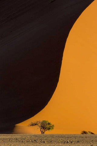 Namibia, Namib-Naukluft Park Sand dune and tree Black Ornate Wood Framed Art Print with Double Matting by Kaveney, Wendy