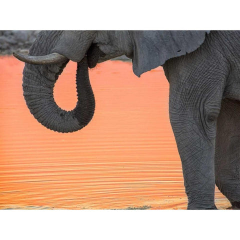 Namibia, Etosha NP Drinking elephant at sunset Black Modern Wood Framed Art Print by Kaveney, Wendy