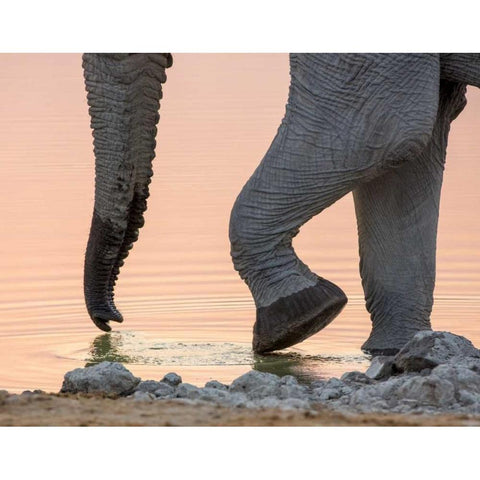 Namibia, Etosha NP Drinking elephant at sunset Black Modern Wood Framed Art Print by Kaveney, Wendy