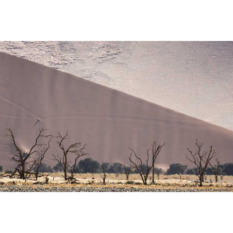 Namibia, Namib-Naukluft Dunes and skeleton trees Black Modern Wood Framed Art Print by Kaveney, Wendy