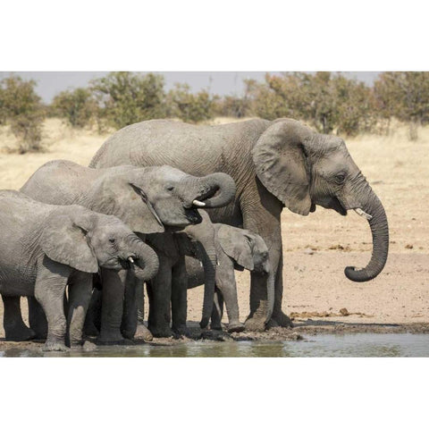 Namibia, Etosha NP Elephants drinking Black Modern Wood Framed Art Print by Kaveney, Wendy