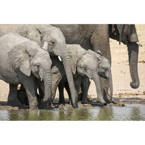 Namibia, Etosha NP Elephants drinking Black Modern Wood Framed Art Print by Kaveney, Wendy