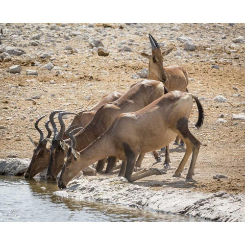 Namibia, Etosha NP Hartebeest drinking at water Black Modern Wood Framed Art Print by Kaveney, Wendy