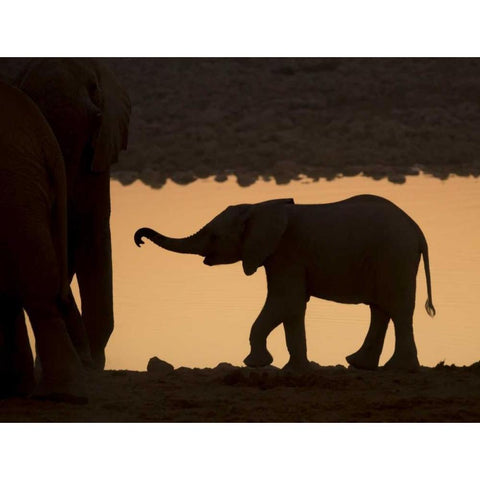 Namibia, Etosha NP Baby elephant at sunset Black Modern Wood Framed Art Print by Kaveney, Wendy