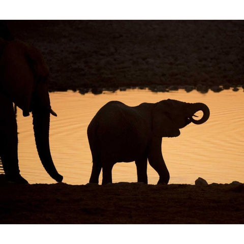 Namibia, Etosha NP Baby elephant at sunset Black Modern Wood Framed Art Print by Kaveney, Wendy