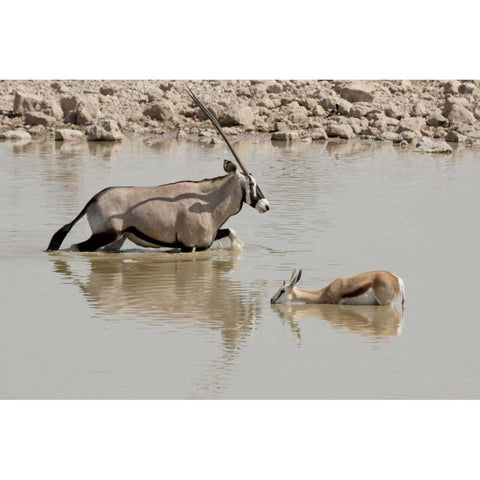 Namibia, Etosha NP Oryx and springbok wading Black Modern Wood Framed Art Print by Kaveney, Wendy