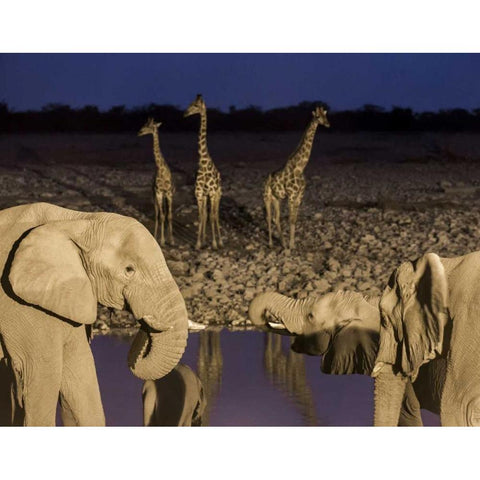 Namibia, Etosha NP Elephants and giraffes Black Modern Wood Framed Art Print by Kaveney, Wendy