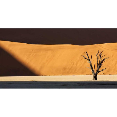 Namibia, Dead Vlei Dead tree illuminated by sun Black Modern Wood Framed Art Print with Double Matting by Kaveney, Wendy
