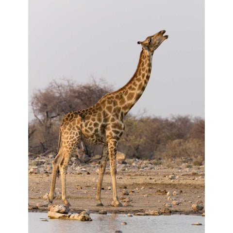 Namibia, Etosha NP Giraffe drinking at waterhole Black Modern Wood Framed Art Print by Kaveney, Wendy