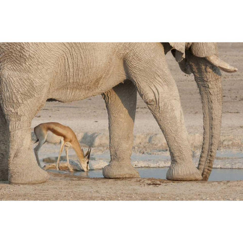 Namibia, Etosha NP, Drinking springbok at water Black Modern Wood Framed Art Print by Kaveney, Wendy