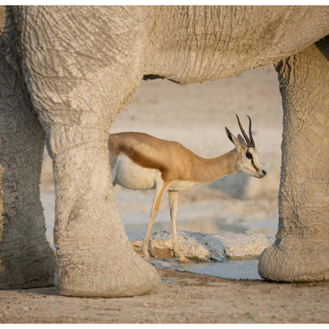 Namibia, Etosha NP Springbok framed by elephant Black Modern Wood Framed Art Print by Kaveney, Wendy