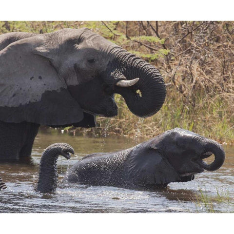 Namibia, Caprivi, Mudumu NP Elephants bathing Black Modern Wood Framed Art Print by Kaveney, Wendy