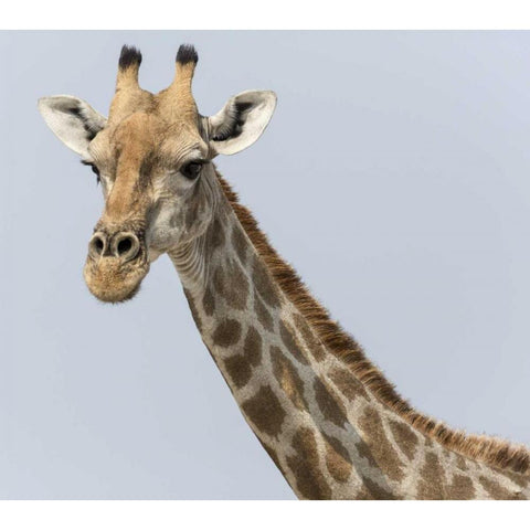 Namibia, Klein Namutoni Waterhole Giraffe White Modern Wood Framed Art Print by Kaveney, Wendy