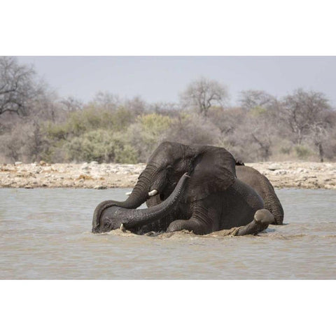 Namibia, Etosha NP Two elephants bathing Black Modern Wood Framed Art Print by Kaveney, Wendy