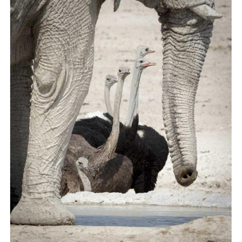 Namibia, Etosha NP Ostriches and elephant Black Modern Wood Framed Art Print by Kaveney, Wendy