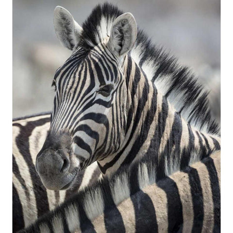 Namibia, Etosha NP Portrait of a Zebra Black Modern Wood Framed Art Print by Kaveney, Wendy