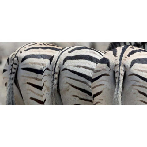 Namibia, Etosha NP, Reitfontain Zebra tails Black Modern Wood Framed Art Print by Kaveney, Wendy