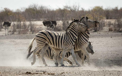 Namibia, Etosha NP Two zebras play fighting White Modern Wood Framed Art Print with Double Matting by Kaveney, Wendy