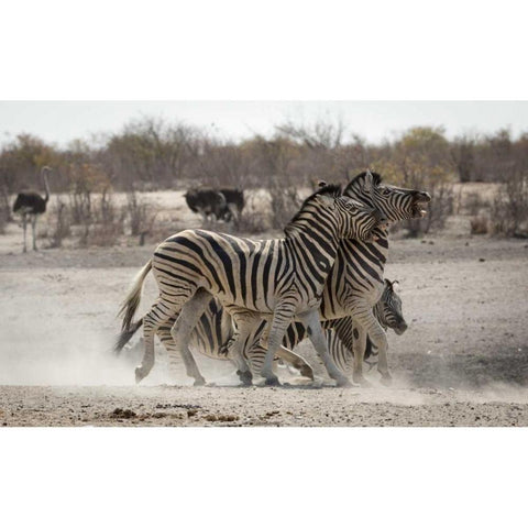 Namibia, Etosha NP Two zebras play fighting Black Modern Wood Framed Art Print by Kaveney, Wendy