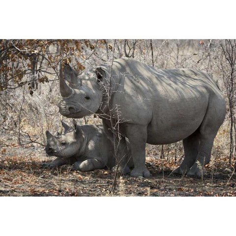 Namibia, Etosha NP Rhinoceros and baby in shade Black Modern Wood Framed Art Print by Kaveney, Wendy