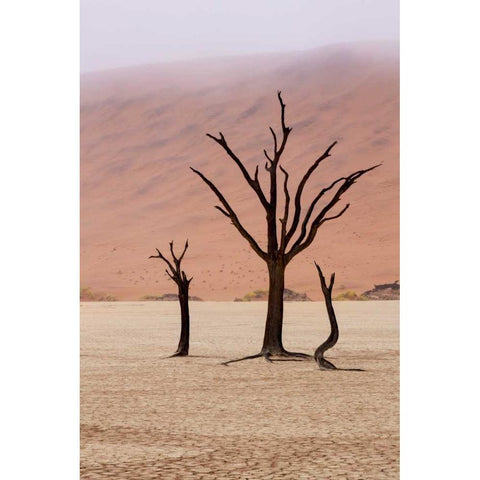 Namibia, Namib-Naukluft, Deadvlei Misty Morning White Modern Wood Framed Art Print by Kaveney, Wendy