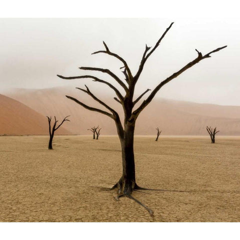 Namibia, Deadvlei Unusual rainy weather Black Modern Wood Framed Art Print by Kaveney, Wendy