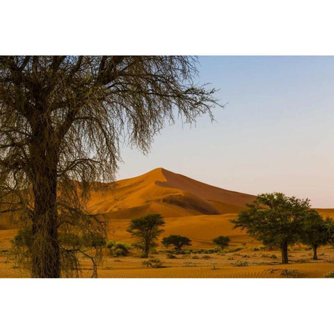 Namibia, Namib-Naukluft NP Trees and sand dune Gold Ornate Wood Framed Art Print with Double Matting by Young, Bill