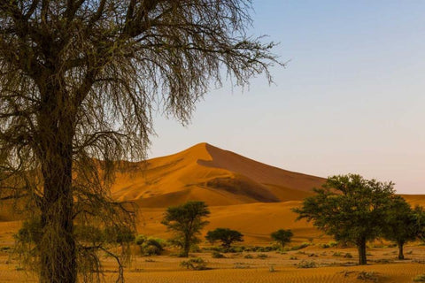 Namibia, Namib-Naukluft NP Trees and sand dune Black Ornate Wood Framed Art Print with Double Matting by Young, Bill