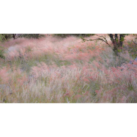 Namibia, Etosha NP Grasses moving in the wind Black Modern Wood Framed Art Print with Double Matting by Young, Bill