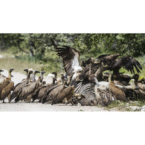 Namibia, Etosha NP Vultures on zebra carcass Black Modern Wood Framed Art Print by Young, Bill