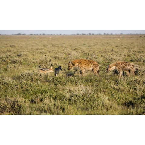 Namibia Hyenas and black-backed jackals eating Black Modern Wood Framed Art Print with Double Matting by Young, Bill