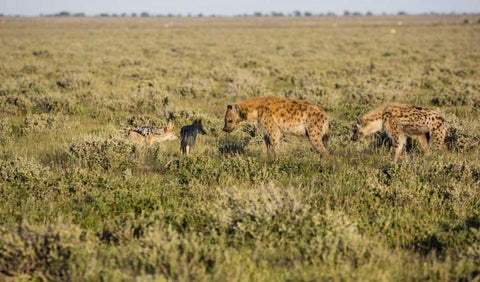 Namibia Hyenas and black-backed jackals eating Black Ornate Wood Framed Art Print with Double Matting by Young, Bill
