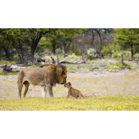 Namibia, Etosha NP Alpha male lion inspects cub Gold Ornate Wood Framed Art Print with Double Matting by Young, Bill