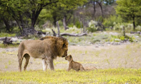 Namibia, Etosha NP Alpha male lion inspects cub White Modern Wood Framed Art Print with Double Matting by Young, Bill