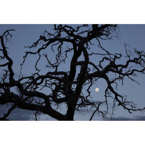 Africa, Namibia Tree silhouette and full moon White Modern Wood Framed Art Print by Young, Bill