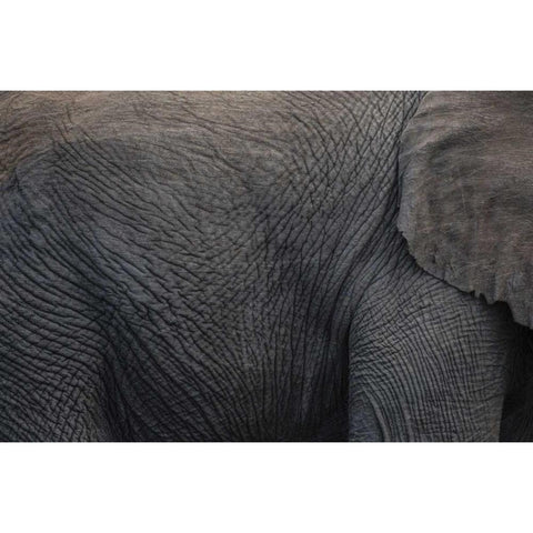 Namibia, Etosha NP Textured hide of elephant Black Modern Wood Framed Art Print by Young, Bill
