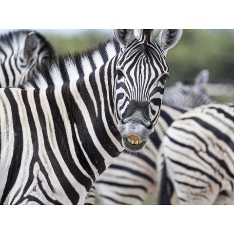 Namibia, Etosha NP Zebra looking at camera Gold Ornate Wood Framed Art Print with Double Matting by Young, Bill