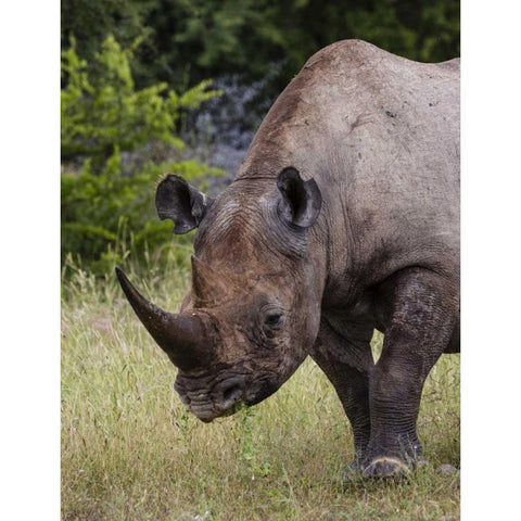 Namibia, Etosha NP Rhinoceros grazing on grass White Modern Wood Framed Art Print by Young, Bill