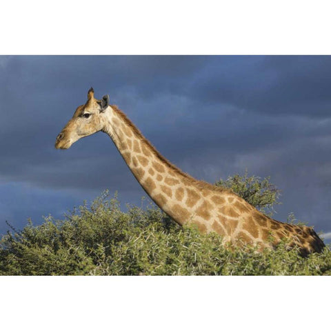 Namibia, Etosha NP Giraffe in camel thorn tree Black Modern Wood Framed Art Print by Young, Bill