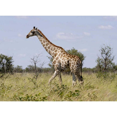 Namibia, Etosha NP Giraffe walking through grass Black Modern Wood Framed Art Print with Double Matting by Young, Bill