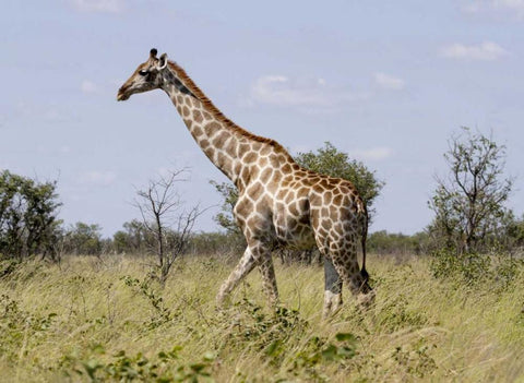 Namibia, Etosha NP Giraffe walking through grass White Modern Wood Framed Art Print with Double Matting by Young, Bill