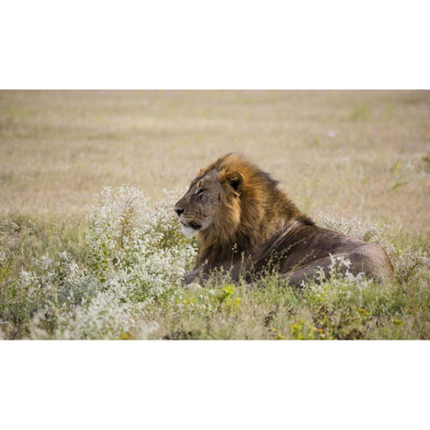 Namibia, Etosha NP Adult male lion resting Black Modern Wood Framed Art Print by Young, Bill